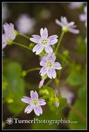 Attēlu rezultāti vaicājumam “Claytonia sibirica flower”
