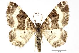 Attēlu rezultāti vaicājumam “Epirrhoe tristata imago”