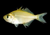 Image result for Cyprinus multitaeniatus