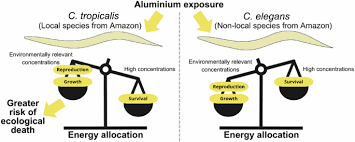 Image result for Calow J.N.C