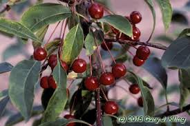 Attēlu rezultāti vaicājumam “Malus baccata”