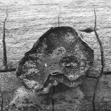 Attēlu rezultāti vaicājumam “Biscogniauxia repanda”