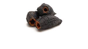 Image result for Cucumaria frondosa