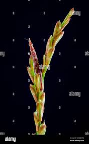 Attēlu rezultāti vaicājumam “Carex digitata flower”