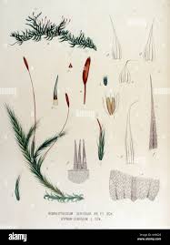 Attēlu rezultāti vaicājumam “Homalothecium sericeum”