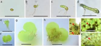 Attēlu rezultāti vaicājumam “Seligeria donniana sporophyte”