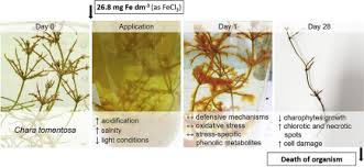 Attēlu rezultāti vaicājumam “Chara tomentosa”