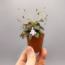 Image result for Sinningia