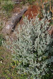 Attēlu rezultāti vaicājumam “Salix lapponum”