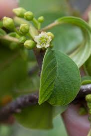 Attēlu rezultāti vaicājumam “Frangula alnus flower”