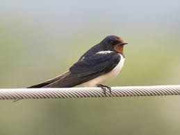 Attēlu rezultāti vaicājumam “Hirundo rustica adult”