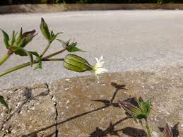 Attēlu rezultāti vaicājumam “Silene latifolia subsp. alba flower”