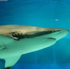 Image result for Carcharhinus brachyurus