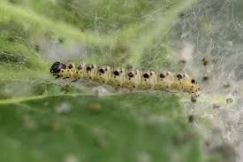 Attēlu rezultāti vaicājumam “Yponomeuta malinellus / cagnagella”