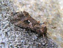 Attēlu rezultāti vaicājumam “Ortholepis betulae”