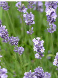 Attēlu rezultāti vaicājumam “Lavandula angustifolia leaf”
