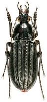 Attēlu rezultāti vaicājumam “Carabus clathratus”