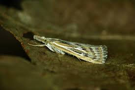 Attēlu rezultāti vaicājumam “Pediasia fascelinella”