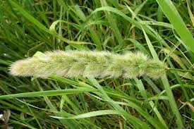 Attēlu rezultāti vaicājumam “Polypogon tentacularius”