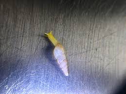 Attēlu rezultāti vaicājumam “Alloeotomus sp.”