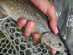 Image result for Salvelinus confluentus