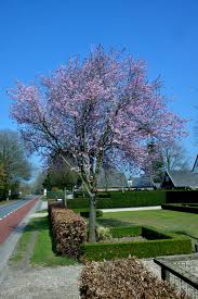 Attēlu rezultāti vaicājumam “Prunus cerasifera”