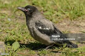 Attēlu rezultāti vaicājumam “Corvus cornix juvenile”