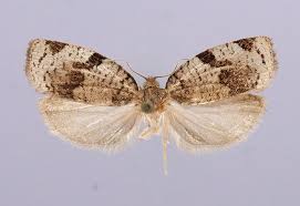 Attēlu rezultāti vaicājumam “Tortricidae”