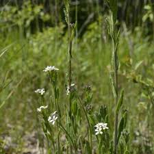 Attēlu rezultāti vaicājumam “Arabis hirsuta”