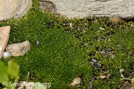 Attēlu rezultāti vaicājumam “Bryum capillare”