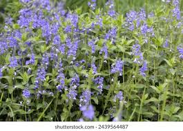Attēlu rezultāti vaicājumam “Veronica austriaca subsp. teucrium leaf”