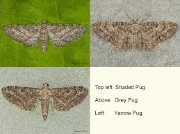 Attēlu rezultāti vaicājumam “Eupithecia subumbrata”