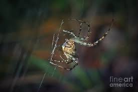 Attēlu rezultāti vaicājumam “Metellina segmentata”