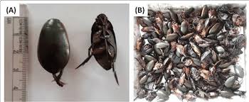 Attēlu rezultāti vaicājumam “Dytiscus marginalis”