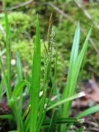 Attēlu rezultāti vaicājumam “Carex sylvatica”