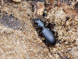 Attēlu rezultāti vaicājumam “Broscus cephalotes”