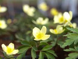 Attēlu rezultāti vaicājumam “Anemone x lipsiensis”