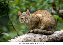 Attēlu rezultāti vaicājumam “Felis silvestris catus adult”