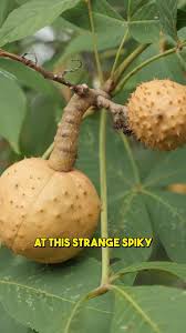 Attēlu rezultāti vaicājumam “Aesculus flava fruit”