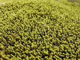 Attēlu rezultāti vaicājumam “Racomitrium canescens sporophyte”