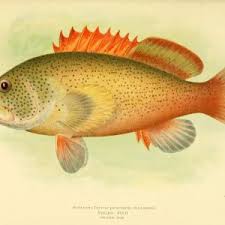 Image result for Cephalopholis fulva