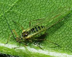 Attēlu rezultāti vaicājumam “Drepanosiphum platanoidis”