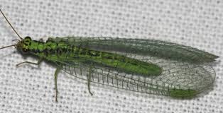 Attēlu rezultāti vaicājumam “Chrysopa”