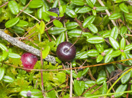 Attēlu rezultāti vaicājumam “Oxycoccus leaf”