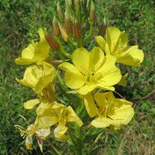 Attēlu rezultāti vaicājumam “Oenothera biennis”