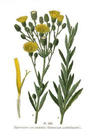 Attēlu rezultāti vaicājumam “Hieracium umbellatum”