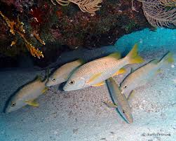 Image result for Lutjanus apodus