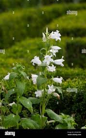 Attēlu rezultāti vaicājumam “Campanula latifolia leaf”