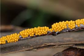 Attēlu rezultāti vaicājumam “Leocarpus fragilis macro”