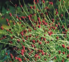 Attēlu rezultāti vaicājumam “Sanguisorba officinalis”